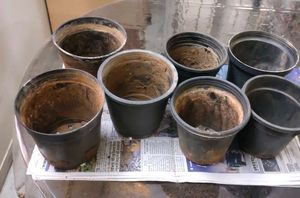 7 Black Nursery Plastic pots