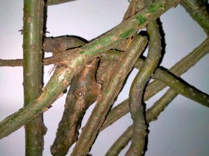 Giloy Stems