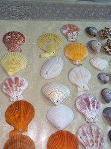 Seashell Collection