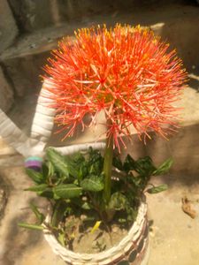 Foot Ball Lilly Flower Plant With Root