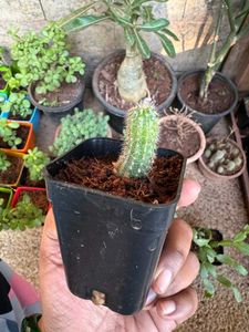 Easter Lily Cactus