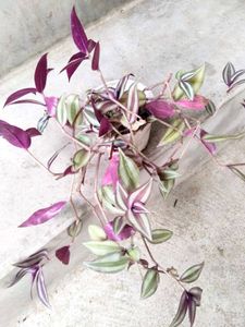 Hanging Plants Combo (4 Varities)