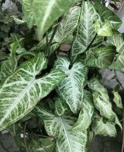 Plant Combo