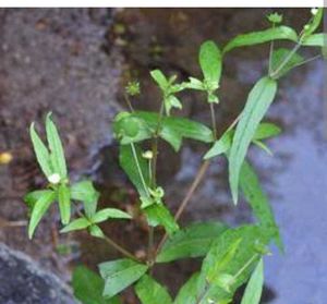 Brungraaj plant And Leaves
