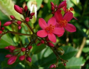 Peregrina Flowering Evergreen Plant