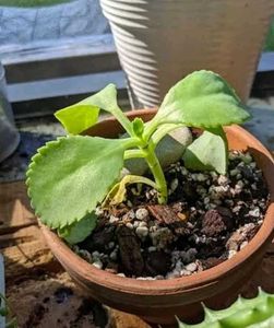 Seeds-Plant Combo