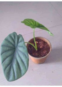 3 Healthy Caladiums Combo