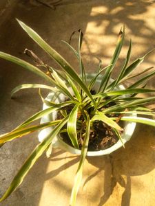 Combo Of 2 Tpye Show Plant With Healhty Root