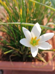 White Rain Lilly Plants