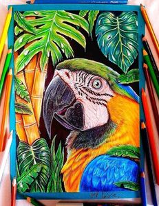Macaw Colour Drawing