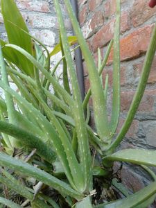 Aloe Vera Plant