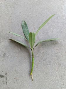 Combo 5 Live Plants