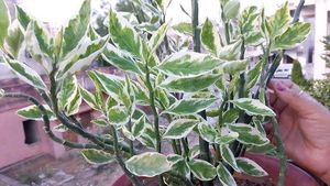 3 Variegated Devil&#39;s Backbone Plant
