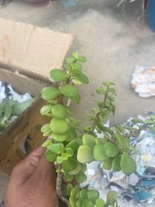 2 Jade Plant 2 Spider Plant Money Plant Snake Plant Combo