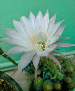 Echinopsis Purple White