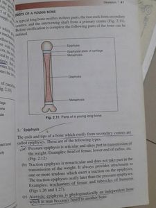 Bdc Anatomy Handbook
