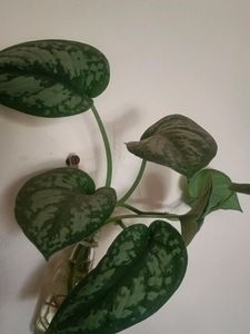 Satin Pothos