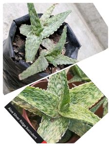 Assorted Combo Secculents N Cactus Offer
