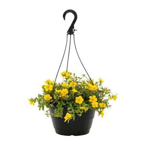 Hanging Plants Combo Of 11