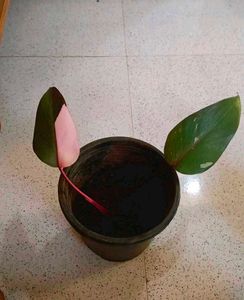 11 Plants Combo