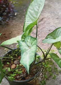 Syngonium Albo Variegatum