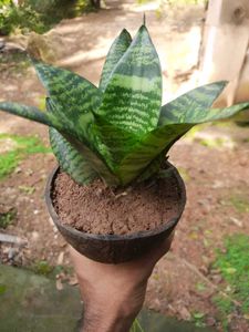 Snake Plant(Outdoor Plant)