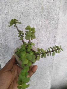 2 Plant Combo