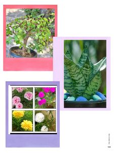 Jade Plant, Snake Plants, Portulaca Colour Of 4