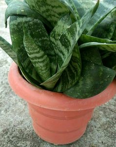 Snake Plant with pot