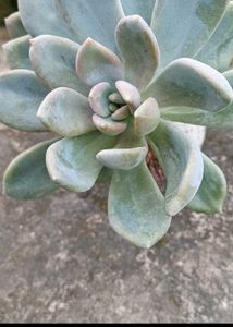 variegated succulent