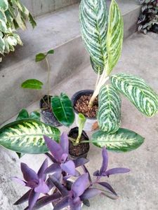 Varieties Plants Combo.