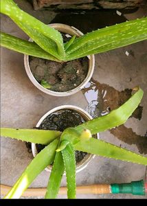 Two Aloevera plant