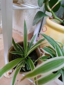 Spider Plant With Roots- 2 Qty
