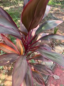 Dracena Plant