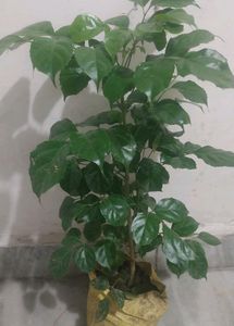 China Doll / Redermachera Plant