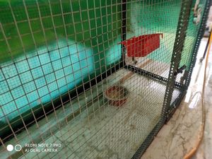 Bird Aviary Cage