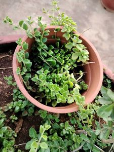 Tangled Heart Plant