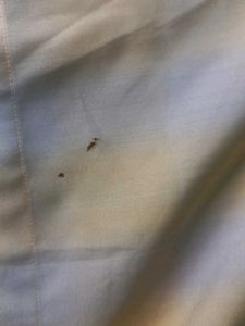 A Half Sleeve Cotton Shirt For Home Wear