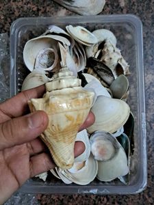 Seashell Collection