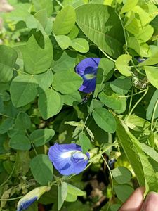 aparajita Plant and seeds