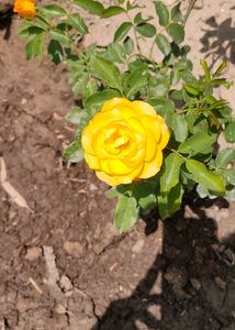 Yellow Rose Plant