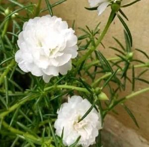 Offer 🎉🎉 Combo Of 4 Portulaca Plants Cutting 💐