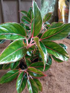 Aglaonema Plant