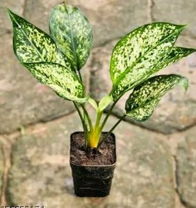 Aglaonema Indoor/Outdoor Plant With Pot.
