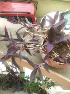 Purple Heart Full Pot With Root