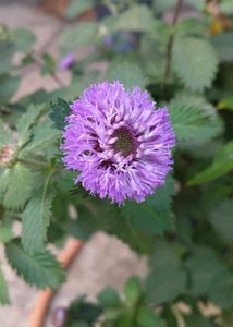 Keshvardhini Dried Flowers