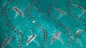 Green Embroidered net Saree &amp; Blouse