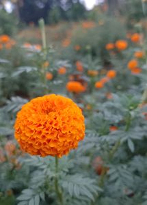 Marigold Plant 5 Pic Combo