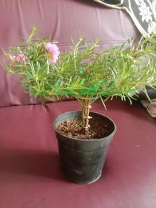 Button Rose Or Time Flower In The Shape Of Bonsai