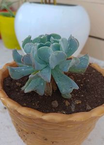 Succulent Plant Without Pot